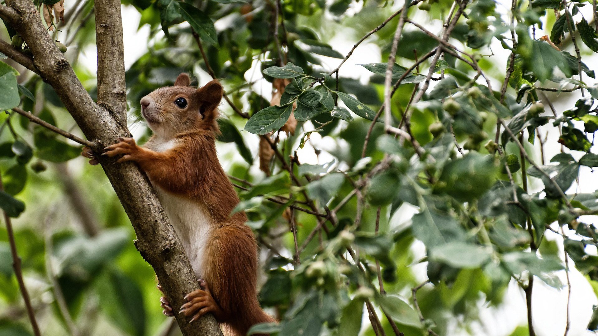 爱游戏在线服务-公牛队阵容深度带来多场胜利,公牛队2021年阵容