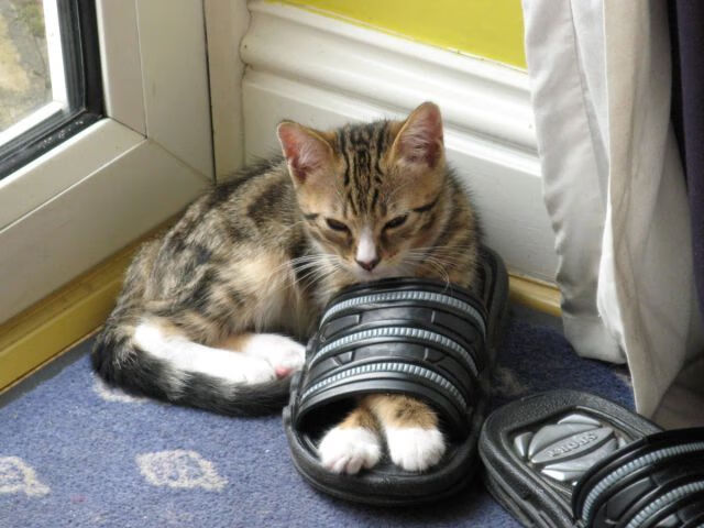 爱游戏在线服务-公牛队阵容深度带来多场胜利,公牛队2021年阵容