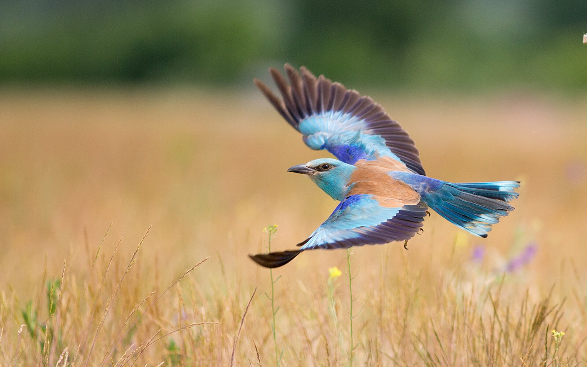 爱游戏智能体验-中国足球对阵不同风格球队进球方式分析,中国足球进球了