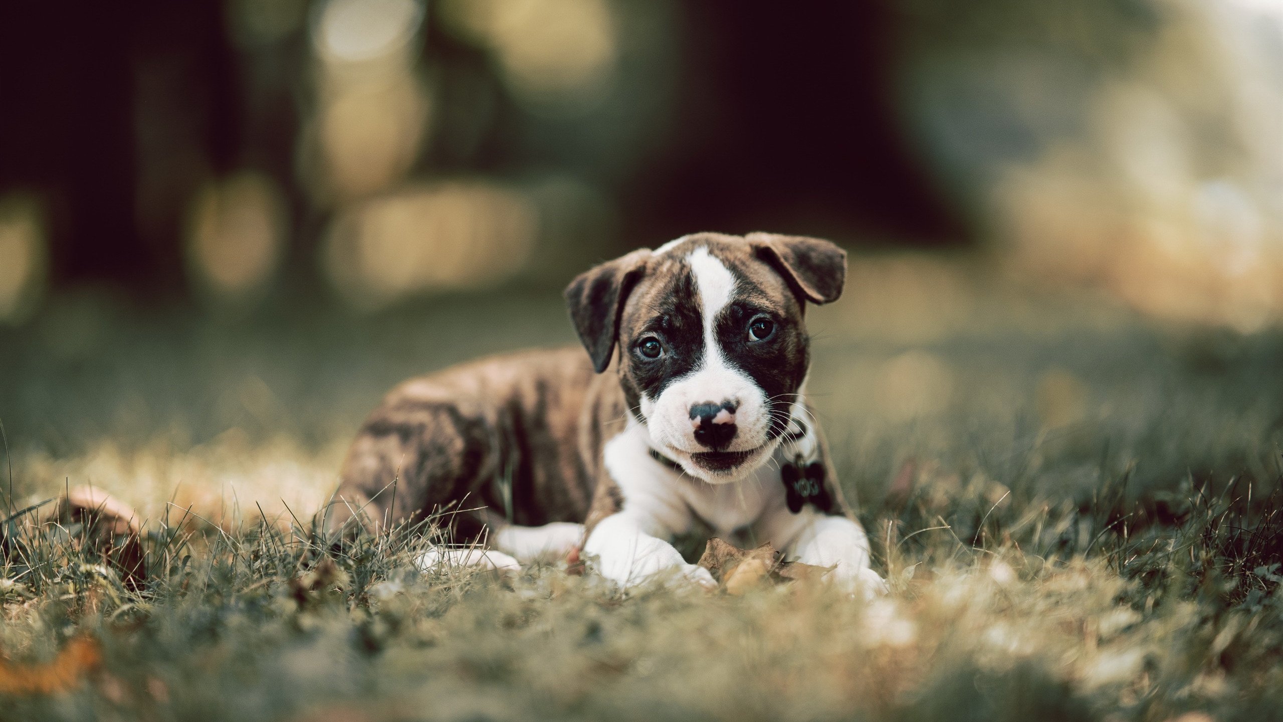 爱游戏智能体验-中国足球对阵不同风格球队进球方式分析,中国足球进球了