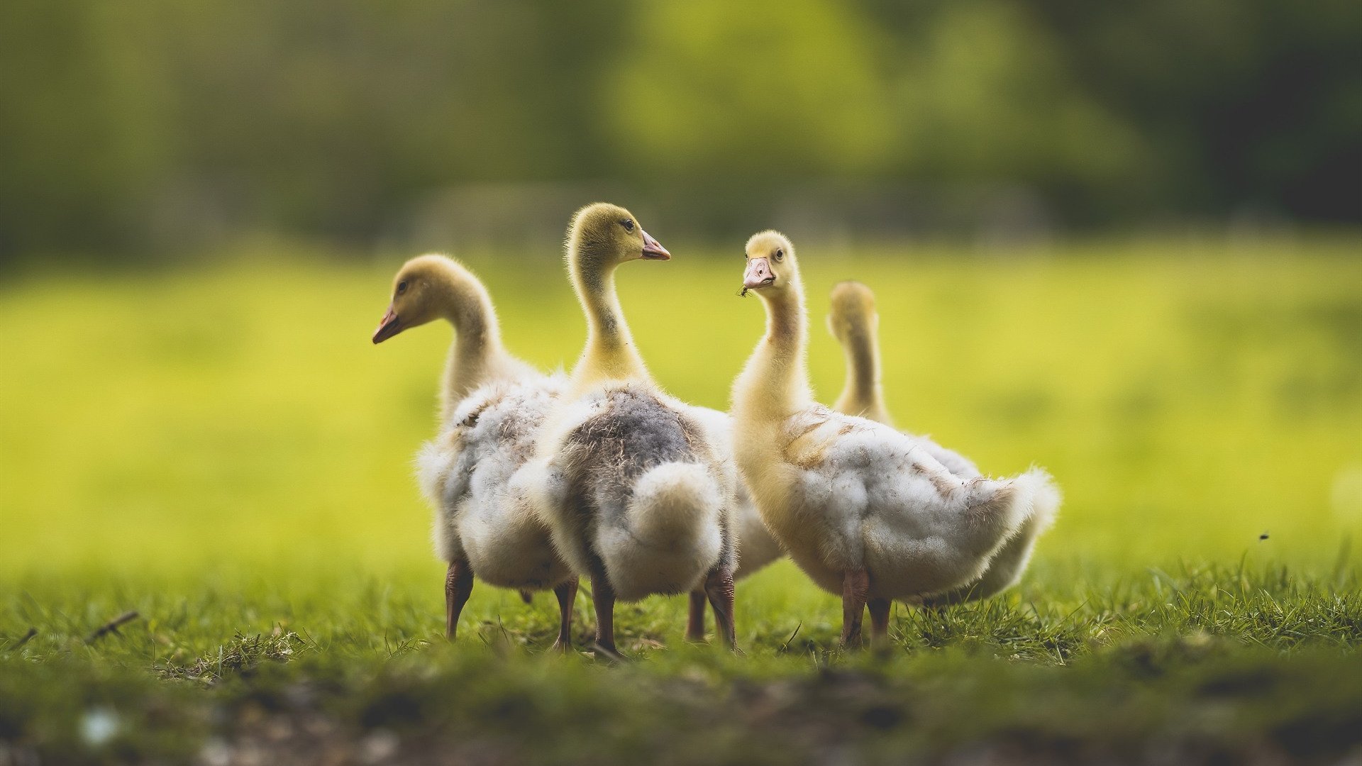 爱游戏入口-全国青少年跆拳道锦标赛吴江站火热进行,全国青少年跆拳道锦标赛冠军