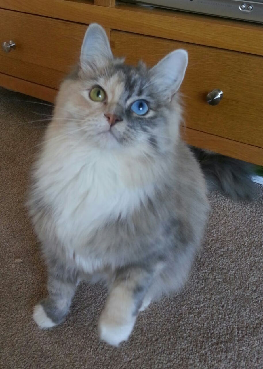 爱游戏官方主页-篮球运动员个性化训练负荷监控技术研究,篮球运动员运动负荷量度