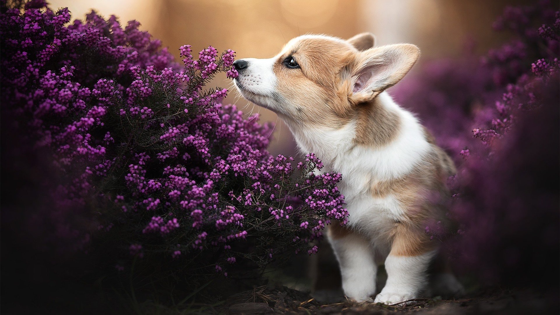 爱游戏品牌互动-CBA联盟积极推动篮球运动多元发展,cba的发展联盟