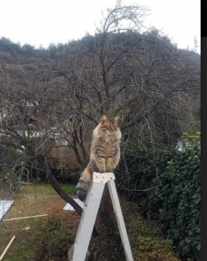 爱游戏-“PSG4–0横扫皇马进决赛，实力碾压欧洲豪强”