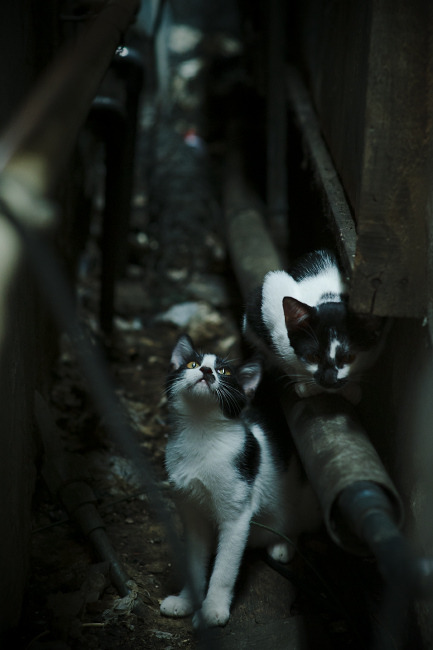 AYX爱游戏中国-世界杯中国队复仇 球迷情绪高涨不已,世界杯中国对手